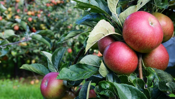 Jabłko – najzdrowszy owoc świata?