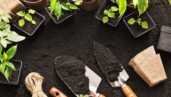 Załóż własny ogródek warzywny