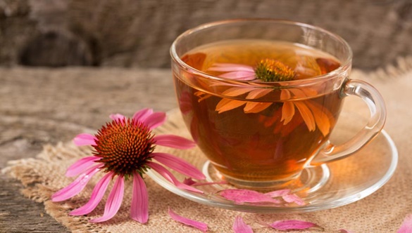 Echinacea (jeżówka) – naturalny sposób na wzmocnienie odporności