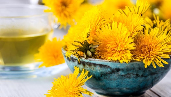 Mniszek lekarski – prozdrowotne właściwości popularnego kwiatu